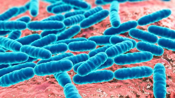 益生菌为什么成为肠道的免疫调节剂  鞣酸蛋白酵母散和双歧杆菌三联活菌散能一起吃吗
