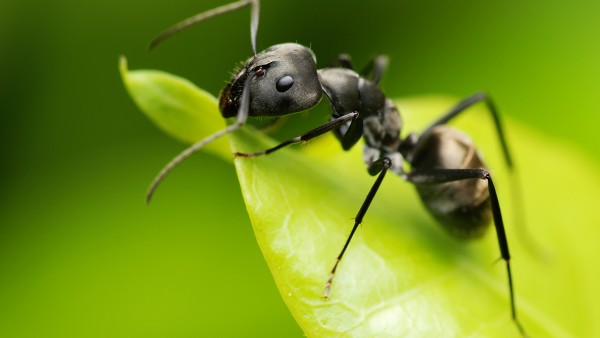 黑蚂蚁治疗慢性前列腺炎