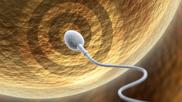 精子畸形症怎么怀孕