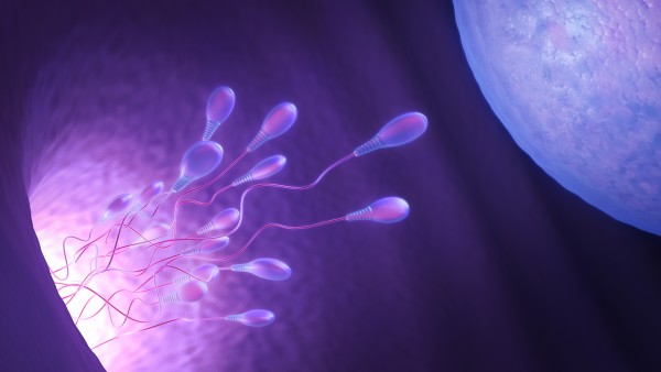 精子畸形与胚染异常