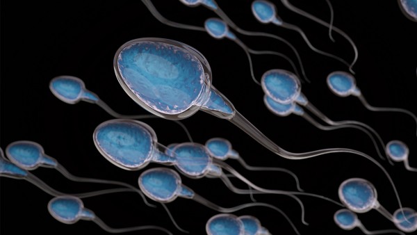 精子核染色检测精子畸形