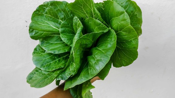 石油菜的功效与作用,石油菜的用法用量与用药禁忌