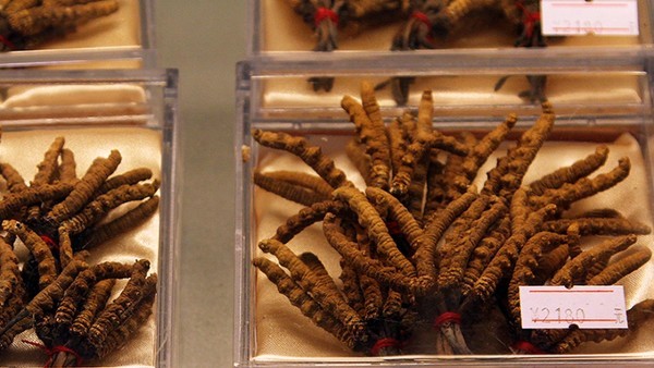 致康生精片用于精液不液化的用量是怎样呢？