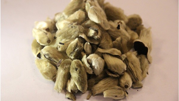 辛夷的功效与作用,辛夷的用法用量与用药禁忌