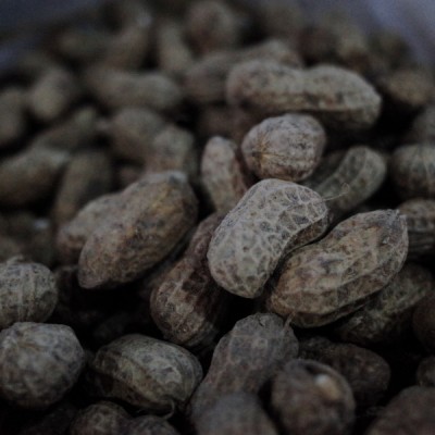 花生衣的功效与作用,花生衣的用法用量与用药禁忌