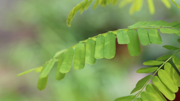 柳树根的功效与作用,柳树根的用法用量与用药禁忌
