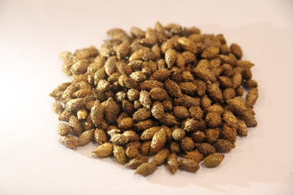 铁棒锤的功效与作用,铁棒锤的用法用量与用药禁忌