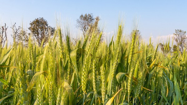 小麦纤维素颗粒的用法用量有什么呢？
