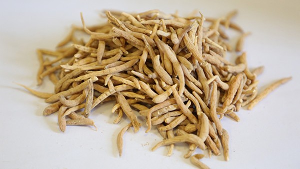 朱砂根的功效与作用,朱砂根的用法用量与用药禁忌