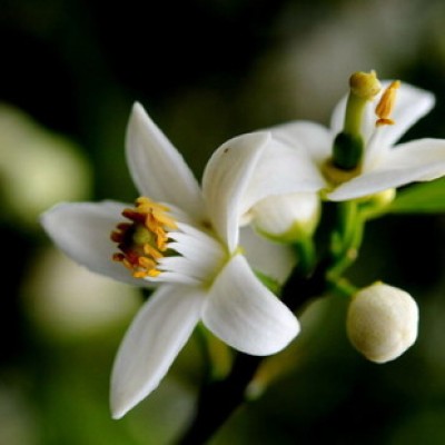 连花清瘟和布洛芬能一块吃吗？