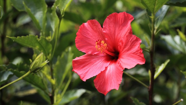 木芙蓉的功效與作用 木芙蓉現(xiàn)代應(yīng)用方法有什么