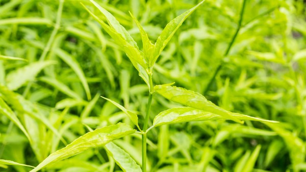 穿心莲内酯片效果好吗 穿心莲内酯片的临床功效有哪些