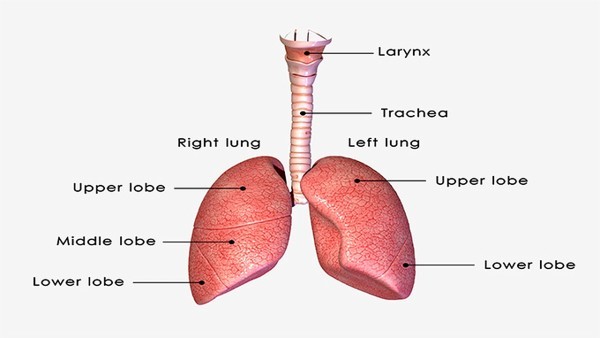 清肺吃什么药最好呢 养阴清肺丸效果好吗