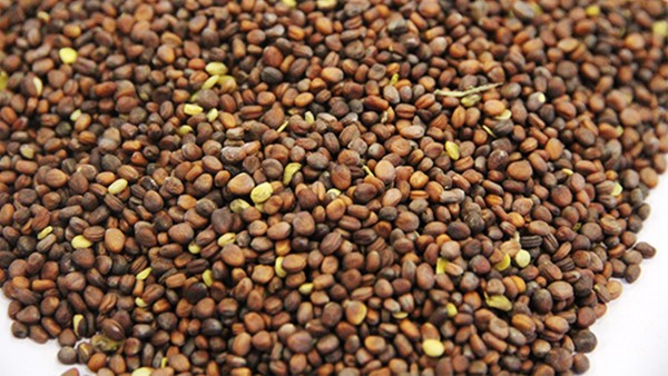 小儿服用丸剂药两大要点