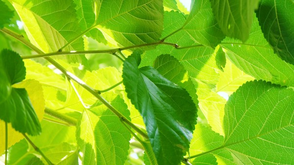 清润桑叶秘方治病 民间秘方治陈年老伤