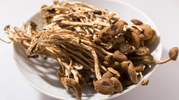 干草药可以放多久,茶树菇干不能吃?可放入玻璃瓶中