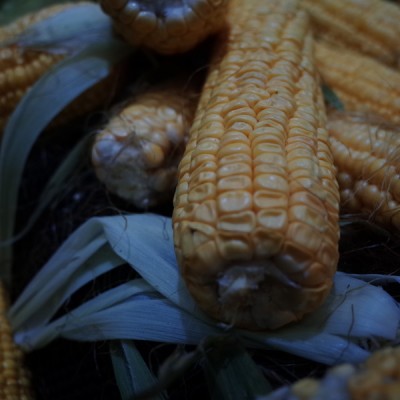 冰冻玉米煮多久才熟,冷冻玉米怎么做好吃吗?