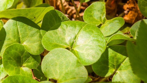 降香过多久后下,真珍香手串佩戴时会有自然包浆味微香