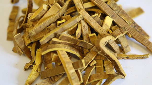 黄柏树皮的作用与功效 黄柏树皮现代应用方法有什么