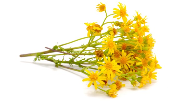 千里光的功效与作用 千里光现代应用方法有什么