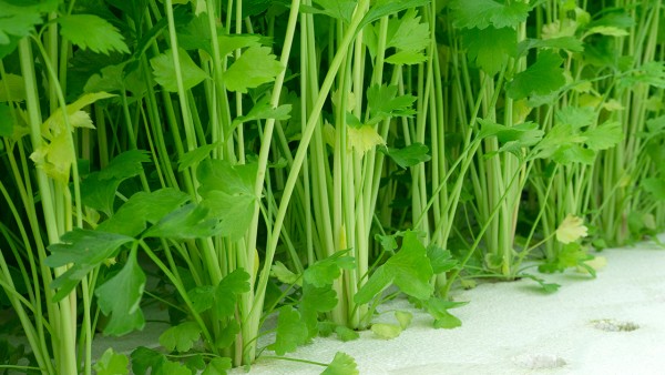 水芹菜的功效与作用 水芹菜营养价值有哪些