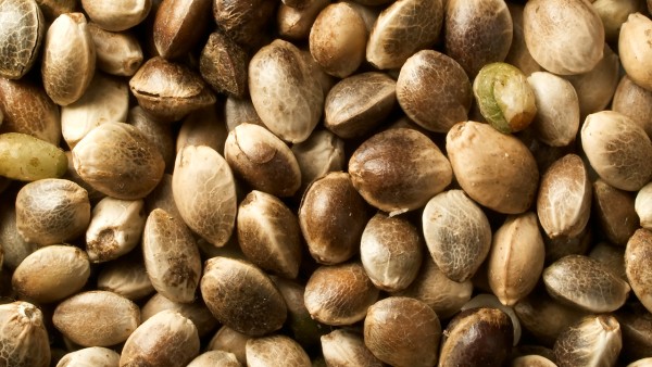 生麻黄功效与作用 生麻黄现代应用方法有什么