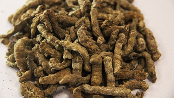 僵蚕和炒僵蚕药效一样吗