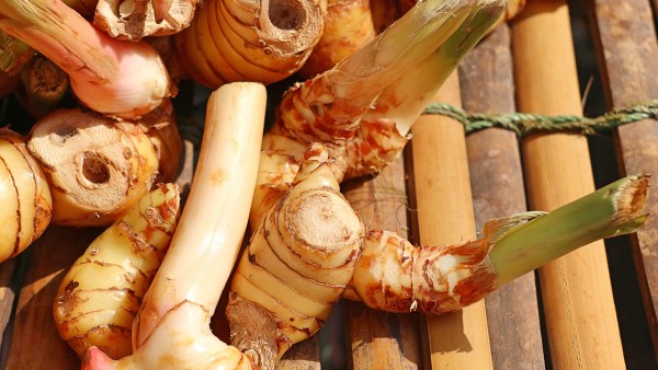 山姜头的功效与作用 山姜头现代应用方法有什么