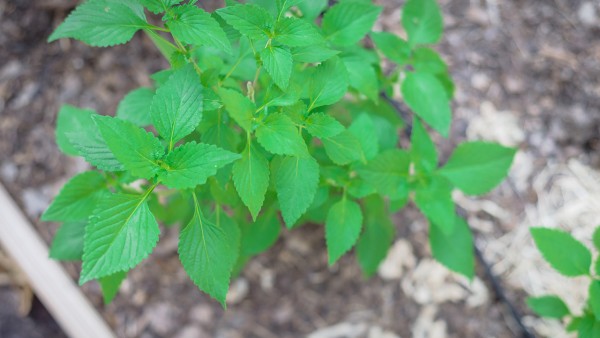 柏子仁功效作用 柏子仁现代应用方法有什么