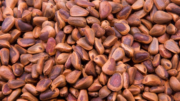 松子的功效与作用 松子营养价值有哪些