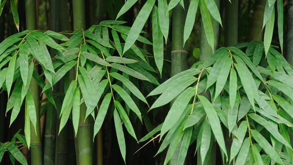 构树叶子的功效与作用 构树叶子现代应用方法有什么