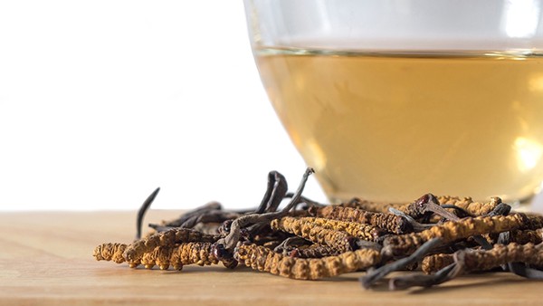 冬虫夏草的功效与作用 冬虫夏草现代应用方法有什么