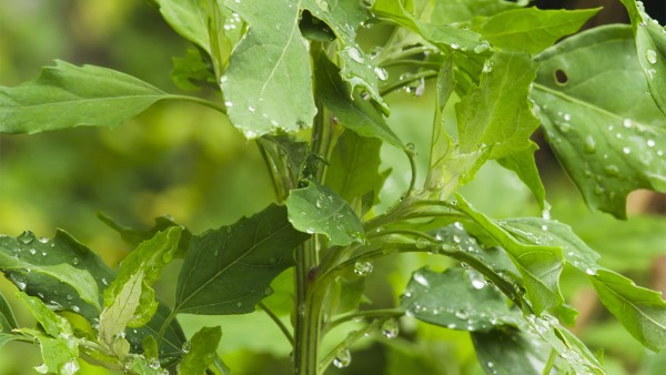 茵陳功效作用 茵陳現(xiàn)代應(yīng)用方法有什么