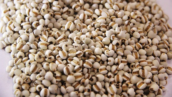 炒薏米的功效与作用 炒薏米现代应用方法有什么