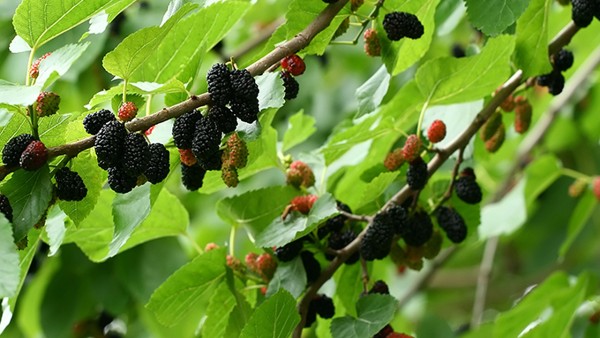 桑葚干泡水喝有什么功效 桑葚干现代应用方法有什么