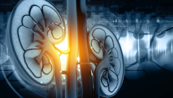 桑螵蛸的功效作用 桑螵蛸现代应用方法有什么