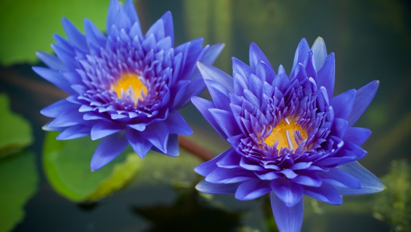 吃莲花清瘟还能吃吃布洛芬吗 新冠患者必知退烧药与感冒药使用原则