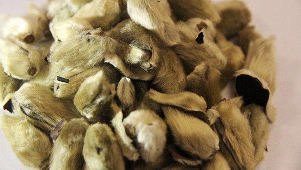 亚洲辛夷鼻炎丸是抗病毒的药吗 鼻舒适片和辛夷鼻炎丸治疗过敏性鼻炎好不好？