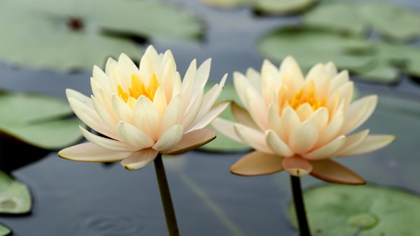 吃了莲花清瘟胶囊感觉嗓子凉凉的是正常现象吗