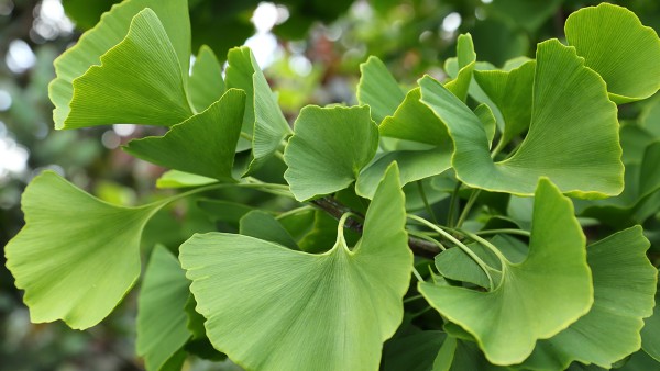 银杏叶片是一种医保用药吗？