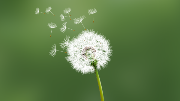 蒲公英片效果好吗 蒲公英片的功效与作用有哪些