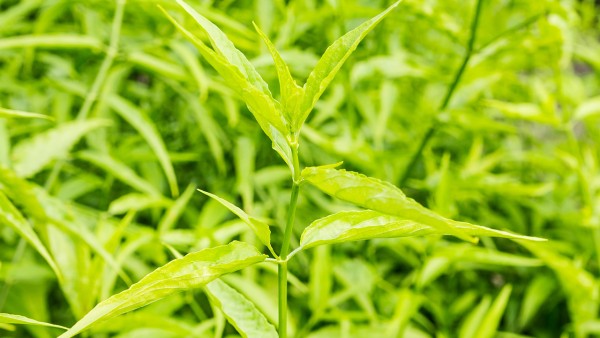 穿心莲内酯滴丸和双黄连口服液区别 穿心莲软胶囊能和双黄连口服液一起吃吗