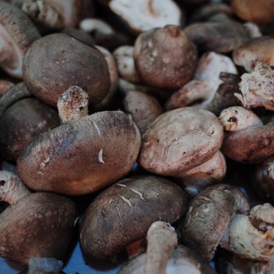 香菇菌多糖片用于慢性乙型肝炎的用量是怎样呢？