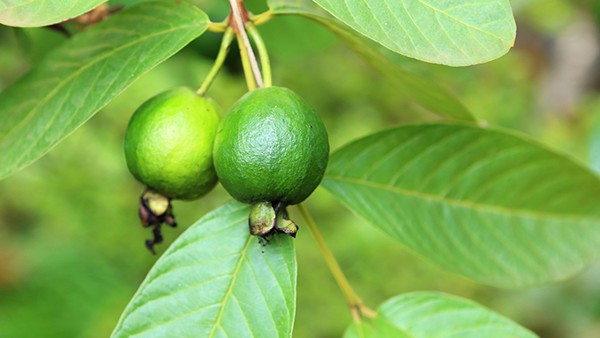 舒筋丸饭前吃还是饭后吃效果好 舒筋丸效果好吗