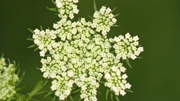 到底家里应该常备哪些药 这9类常用药家庭药箱常备