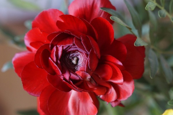 连花清瘟、布洛芬这些人慎用！感染新冠居家用药禁忌→