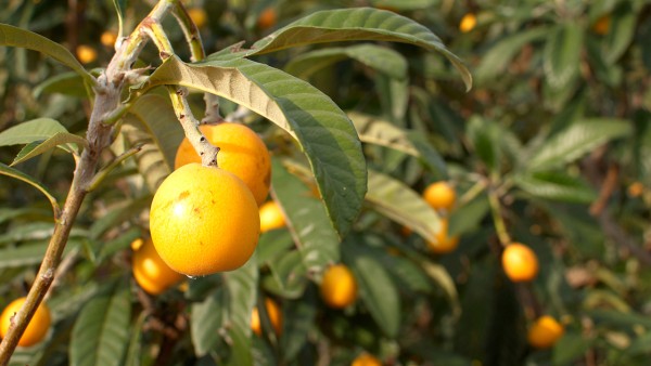 急支糖浆和强力枇杷露区别 强力枇杷露与连花清瘟胶囊可以一起吃吗