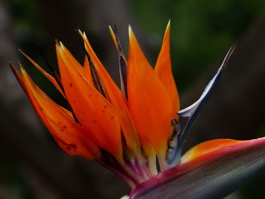 连花清瘟、布洛芬这些人要慎用！感染新冠，如何居家用药