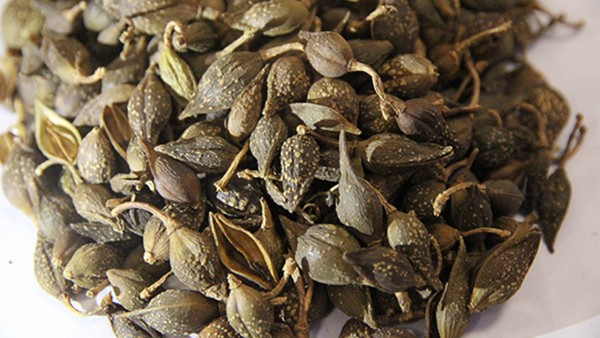 連翹四味膠囊和酪酸梭菌活菌膠囊能一起吃嗎 您收到的“連花清瘟”可以立刻吃嗎？