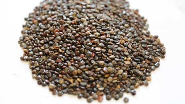 贝诺酯片能和藿香正气胶囊一起吃吗 藿香正气胶囊药物效果好吗